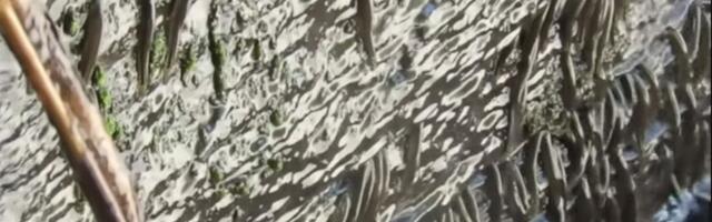 Po prvi put snimljene ribice koje se penju uz vodopad u Africi: "Postoje čuda koja prevazilaze našu maštu"