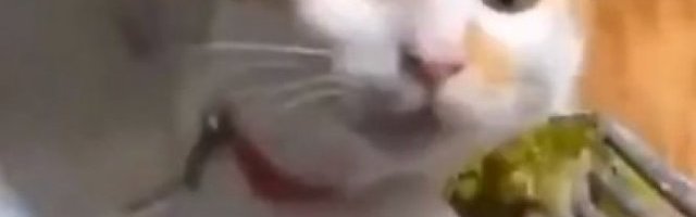 (VIDEO) ŠTA SE DESI KADA MAČKI DATE NEŠTO ŠTO JOJ SE NE DOPADA? Nastane ovaj urnebesni snimak koji će vas NASMEJATI DO SUZA