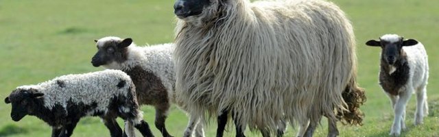 (FOTO) ŠOK I NEVERICA! Ovca nestala pre 7 godina i konačno se vratila kući! Jedva su je PREPOZNALI, a evo i ZAŠTO