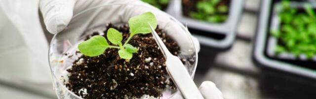 BOŽJA BILJKA ZA SVE: Zapisana u bibliji za rešenje muka