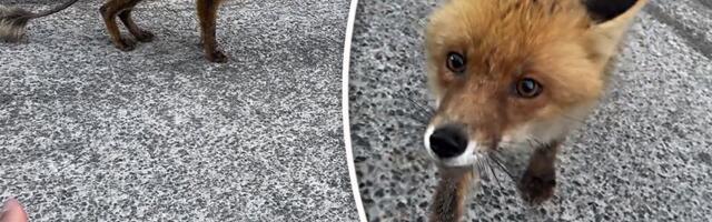 "Pa nije međed!": Poznati Crnogorac snimio lisicu na putu, prišao joj bez straha, "šta čeka jadne životinje"
