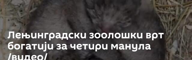 Лењинградски зоолошки врт богатији за четири манула /видео/