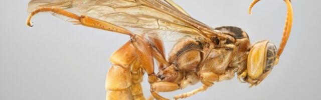 U Peruu pronađena nova vrsta ose iz noćnih mora