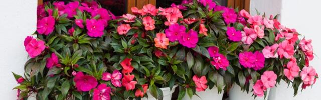 Biljke će vam uvek imati vodu ako upotrebite ovaj trik - stručnjak otkrio tajnu (VIDEO)