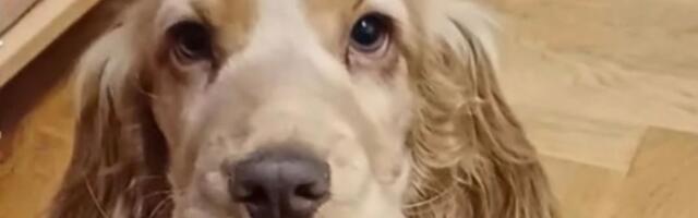 Priča o Ričiju, štenetu koje je osvojilo društvene mreže, ali i pokazalo tužnu sudbinu ljubimaca