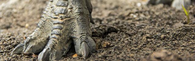 Otkriveno hiljade tragova dinosaurusa, starih 210 miliona godina! Naučnici zapanjeni: "Protežu se kilometrima"