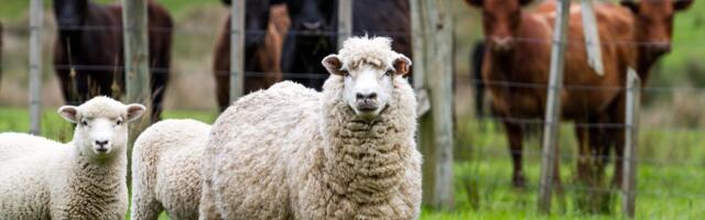 Dok mu je cela porodica u dijaspori, Đorđe je ostao na dedovini: Mladi stočar gradi budućnost u Homolju