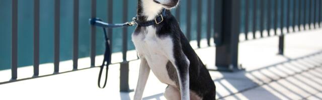 Ljubimci u paklu Dubaija: Stroga regulativa i manjak letova primorali vlasnike da eutanaziraju zdrave ljubimce