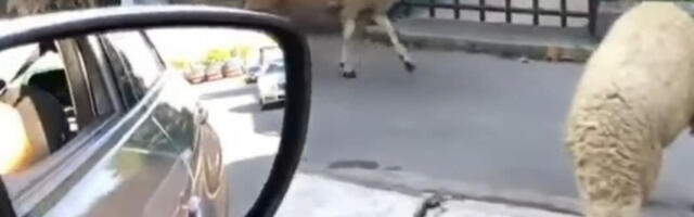 MASAKR OVACA KOD VRANJA: Vozač "golfa" uleteo u stado, čobanin zadobio teške telesne povrede!