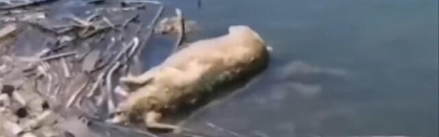 Mrtva svinja u Beogradu na vodi (VIDEO)