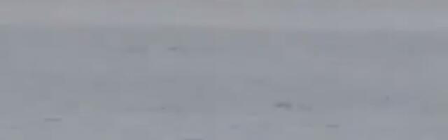 VLADIMIR PROVOCIRAO UKRAJINCE, PA GA POJELA AJKULA! Rus se smejao pre napada predatora i putao "Ukrajinci, da li plivate", pa ga stigla zla sudbina! (VIDEO)