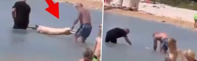 KO BI SE OVOGA DOSETIO? Natakli prase na ražanj, pa ga potopili u more da ga osole (VIDEO)