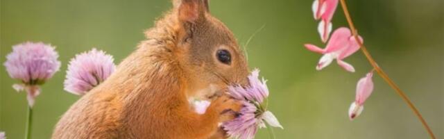 20 slatkih životinja koje očekuju dolazak proleća