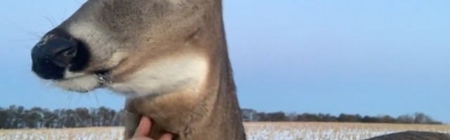 Lovci na patke zatekli srnu: Ona se odomaćila (VIDEO)