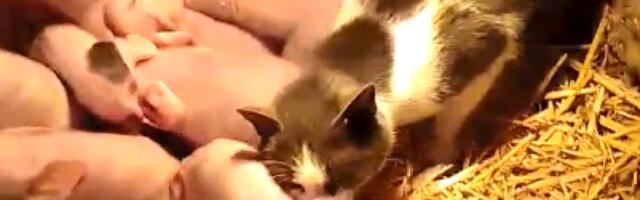 Nesvakidanji prizor u selu na Suvoj planini: Mačka se ponaša ko da je prase (VIDEO)