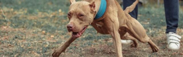 (UZNEMIRUJUĆI SNIMAK) UHVATIO JE ČELJUSTIMA ZA GLAVU I POČEO DA JE KIDA: Stravičan snimak napada pitbula na devojčicu (4) šokirao Balkan!