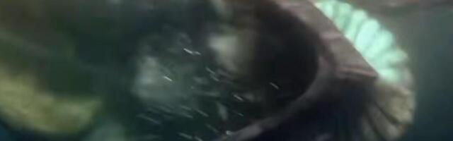 (VIDEO) DRAMATIČNO! MORSKA NEMAN UMALO PROGUTALA ČOVEKA: Pojavio se snimak koji će vam UTERATI STRAH U KOSTI!