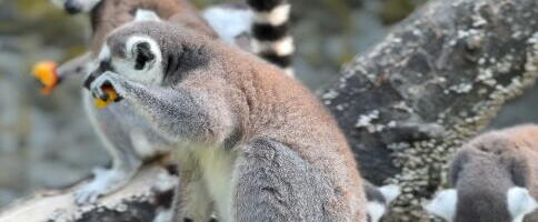 PRINOVA U ZOO-VRTU NA PALIĆU: 4 preslatke bebe lemura čekaju imena, predlozi još danas! (FOTO)
