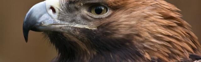 Velika tuga: Srpski orao krstaš Feliks uhvaćen u Libanu, pa prodat švercerima u Siriji, traže otkup za njega