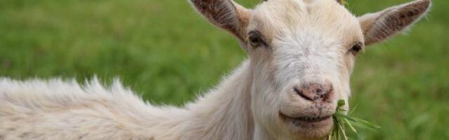 Policajci u Engleskoj morali da koriste štitove za razbijanje demonstracija da bi uhvatili odbeglu kozu