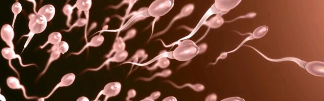 Spermatozoidi su aktivniji leti: studija