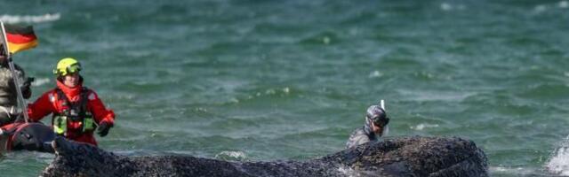 Kit zaplivao ka slobodi posle nemačke akcije spasavanja na Baltičkoj obali