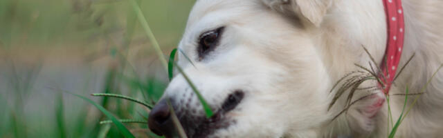 Zašto psi jedu travu i koliko je to zaista opasno?