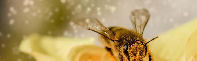 Pčele koje se gnezde u zubima izumrlih životinja