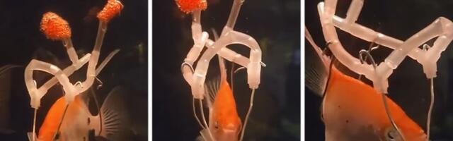 Izum koji je rasplakao internet: Zlatna ribica PONOVO PLIVA zahvaljujući jednom Šveđaninu