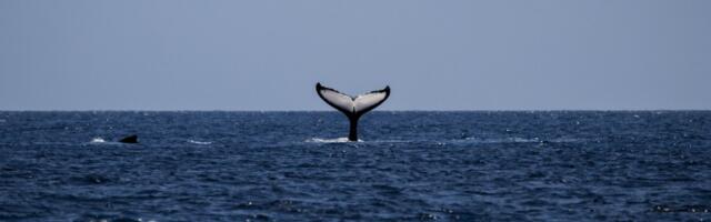 Morske vrste nestaju pre nego što ih naučnici uopšte otkriju