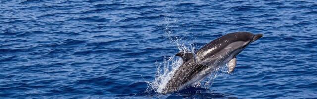 Kažu da je bio popularniji i od Breda Pita iz mlađih dana: Joca je bio ljubimac meštana i turista 5 godina