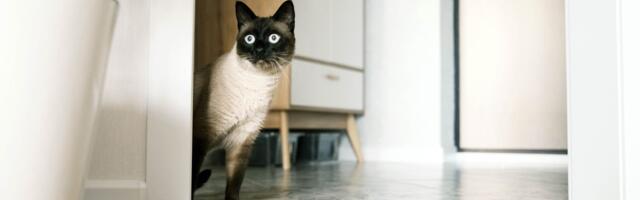 Sijamski mačak spasao porodicu od poplave: Radoznali ljubimac otkrio opasnost u kući kao pravi inspektor