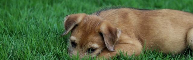 Zbog čega psi u proleće češće povraćaju i kada je vreme za veterinara