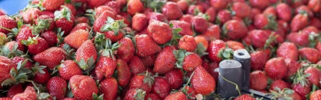 Nisu sve jagode slatke, a uz par trikova ćete izabrati najslađe na pijaci: Na ove stvari obratite pažnju