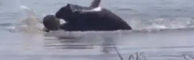 ŽENU NAPAO NAJVEĆI GLODAR NA SVETU: Skače joj na leđa, grize i vuče u vodu, ČUJU SE SAMO VRSCI (UZNEMIRUJUĆI VIDEO)