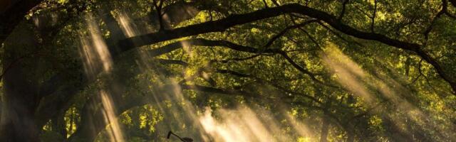 VIDEO: Kina je posadila toliko drveća da je promenila raspodelu vode u celoj zemlji