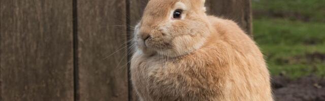 Poverovali smo tek kad smo pogledali snimak: Ova ZEČICA svakog jutra u 5 sati izvodi POSEBAN RITUAL