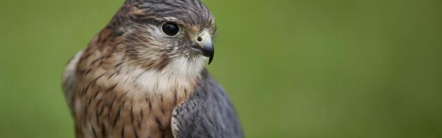 Najmanja ptica grabljivica u Velikoj Britaniji među 200 vrsta kojima preti izumiranje