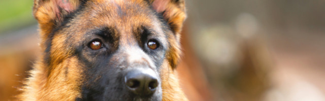 Kako bi pomogao i doprineo svetu ovaj policijski pas je naučio nešto što nijedan drugi ne može! (VIDEO)
