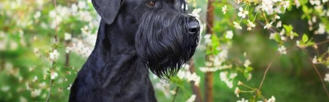 Ovi štenci koštaju desetine hiljada evra, u Srbiji mogu da se nađu za 350!