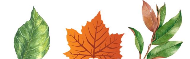 Test ličnosti: Odaberite list i saznajte koja je vaša SKRIVENA snaga - šta je vaša prednost u odnosu na druge