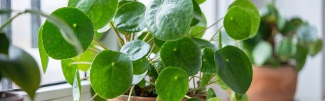 Ne traži pažnju, a donosi bogatstvo: Biljka koju svi žele u svom domu - zaliva se 1 nedeljno