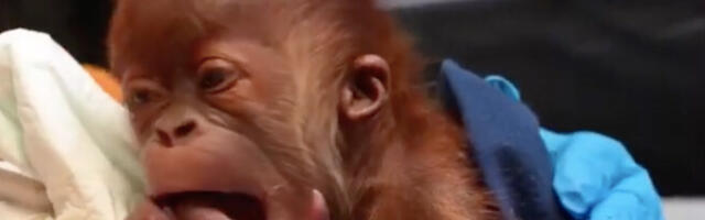 Zoološki vrt slavi dolazak novorođenčeda: Beba orangutana rođena carskim rezom (VIDEO)