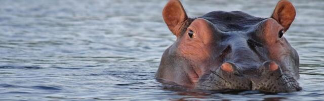 Kolumbija odobrila odstrel 80 nilskih konja Pabla Eskobara