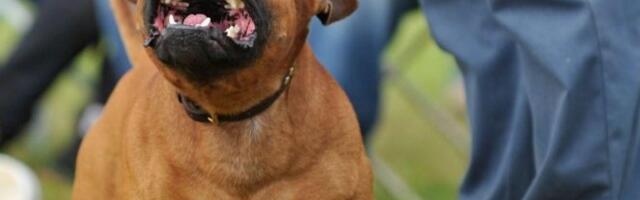 OPASNO, STAFORD KOJI JE IZUJEDAO DETE JOŠ NIJE UHVAĆEN! Napadnuti dečak oporavlja se u KBC Niš, U TOKU JE POTRAGA