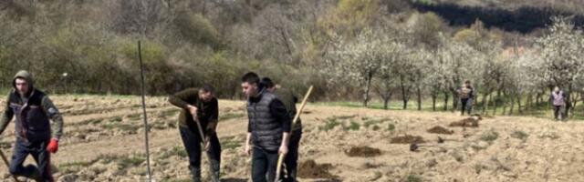 Na Kablaru niču novi zasadi “drenovke“