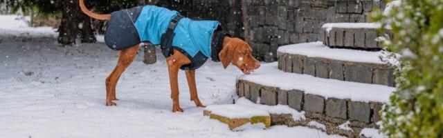 Pazite gde vaš pas gricka sneg: Zimski gastritis može biti smrtonosan za ljubimca