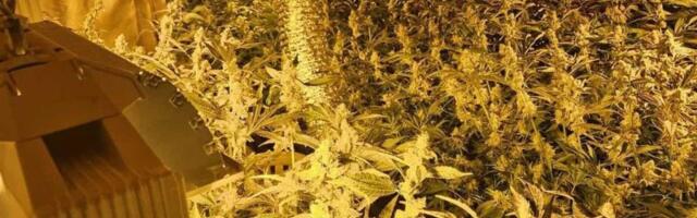 "Blic" pokosio dilera: U velikoj akciji policije otkrivene tri ilegalne laboratorije - zaplenjena velika količina droge