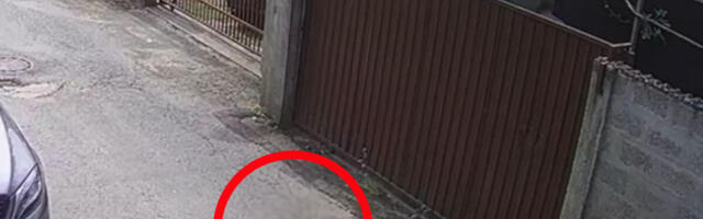 KAMERE SNIMILE UŽAS U BORČI: Skotnu komšijsku mačku prvo upucao, pa izbacio lopatom preko ograde (UZNEMIRUJUĆI VIDEO)