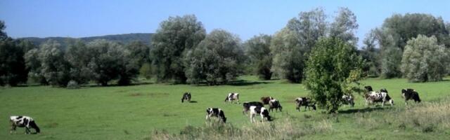 RASPODELjENO 16 MILIONA: Objavljeni rezultati šest konkursa petrovačke opštine